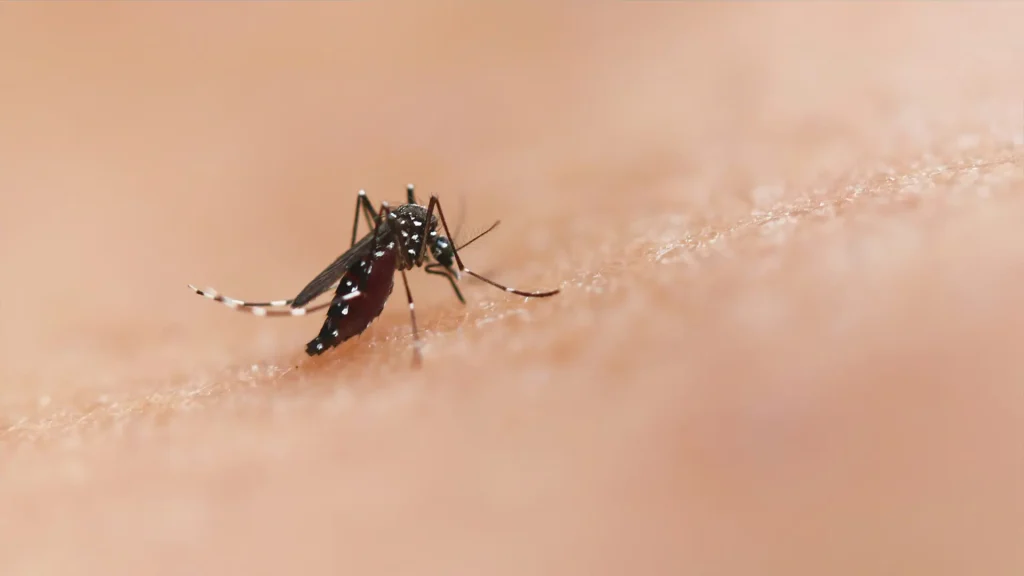 Mosquito