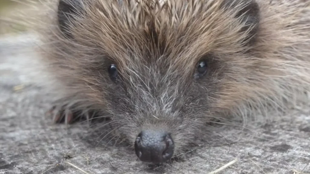 Hornbeam hedgehog
