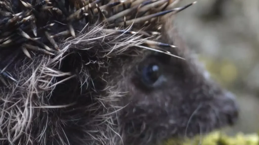 Hornbeam hedgehog