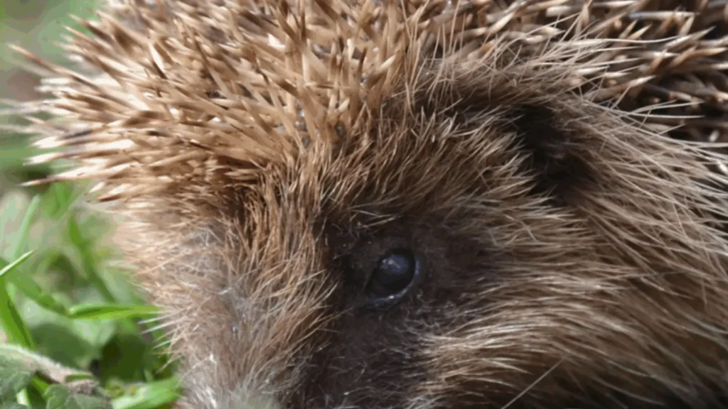 Hornbeam hedgehog