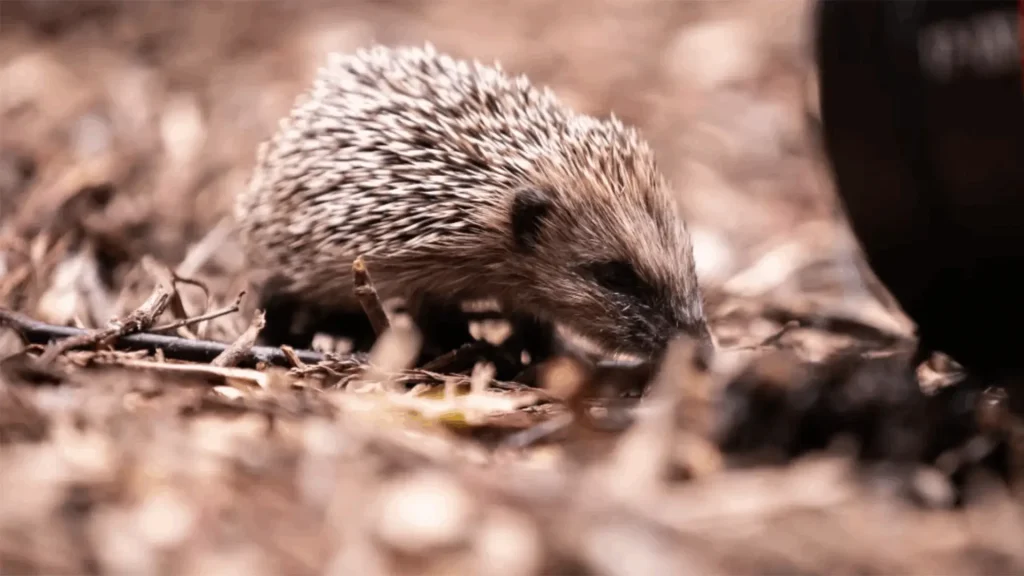 Hedgehog